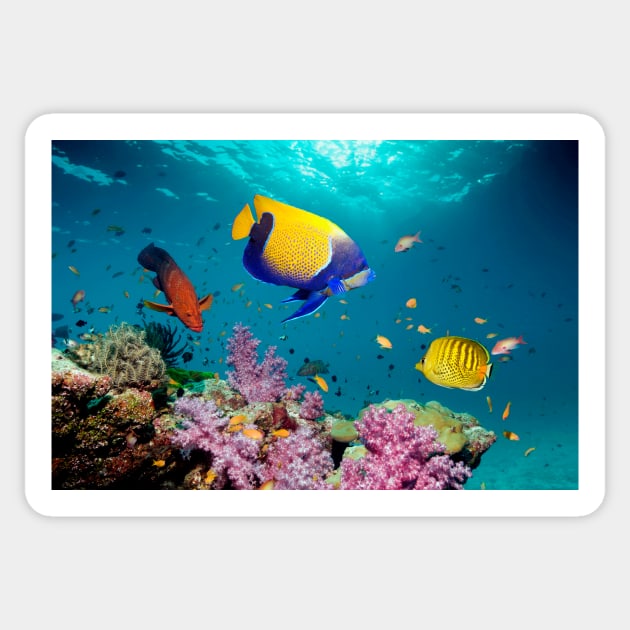 Tropical reef fish (C007/1056) Sticker by SciencePhoto